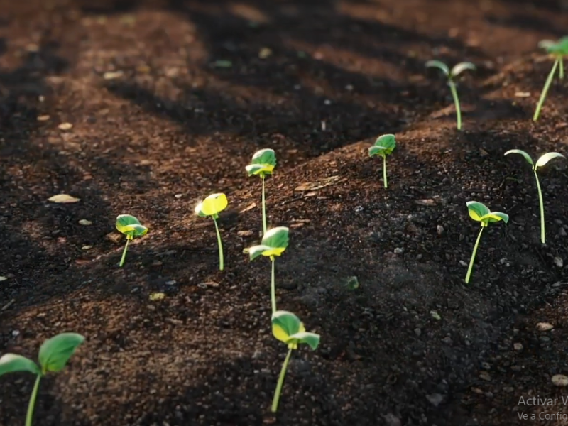 Tomato Root and Plant Animation